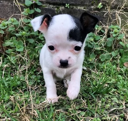 bellissimi cuccioli di chihuahua