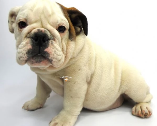 bulldog inglese cuccioli
