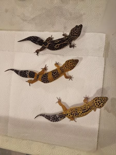 Gechi leopardini | Foto 0