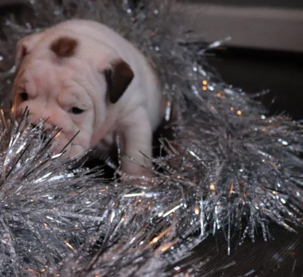 bellissimi cuccioli di bulldog inglese | Foto 2