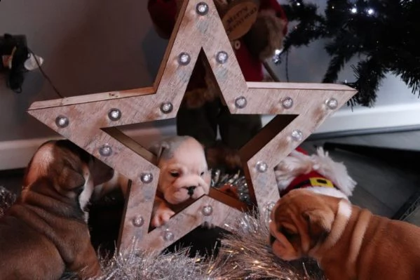 bellissimi cuccioli di bulldog inglese | Foto 1