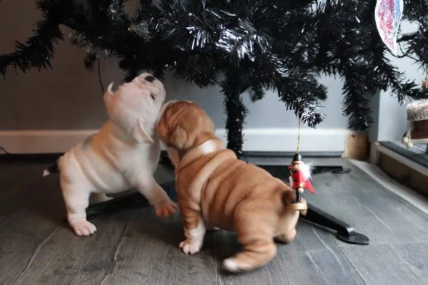 bellissimi cuccioli di bulldog inglese