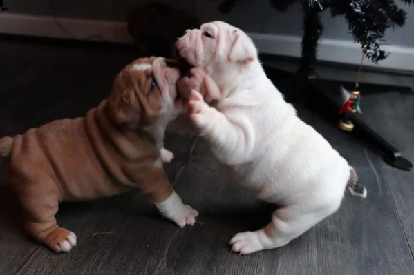 bellissimi cuccioli di bulldog inglese | Foto 0