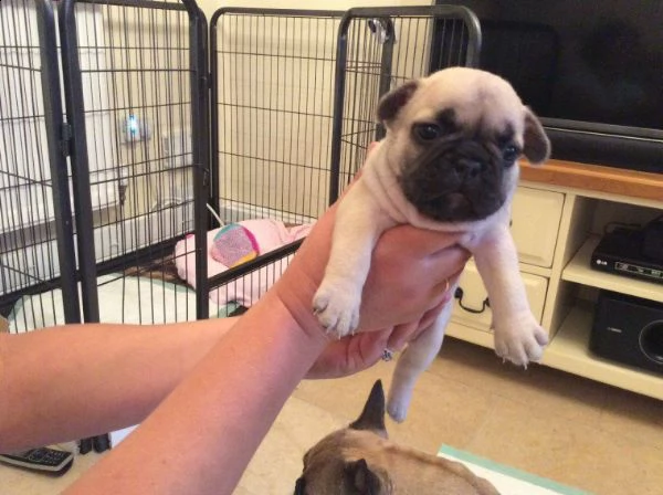 disponibili bouledogue francese  | Foto 2
