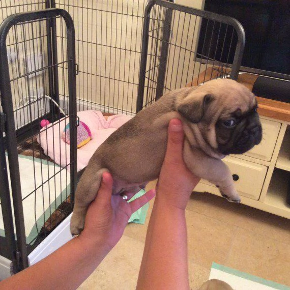 disponibili bouledogue francese  | Foto 0