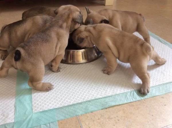 disponibili bouledogue francese 