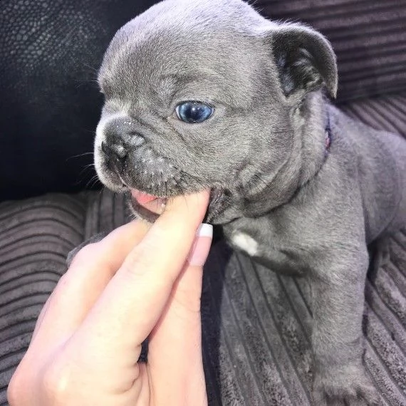 bouledogue francese blu, blu fawn cuccioli | Foto 2
