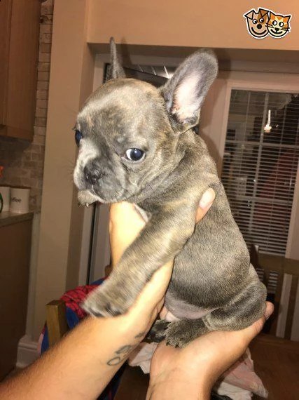 bouledogue francese blu, blu fawn cuccioli