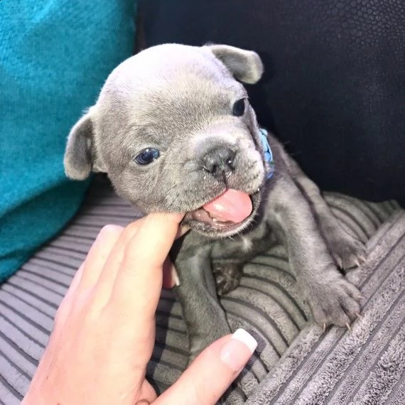 bouledogue francese blu, blu fawn cuccioli | Foto 1