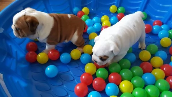 bulldog inglese  | Foto 2