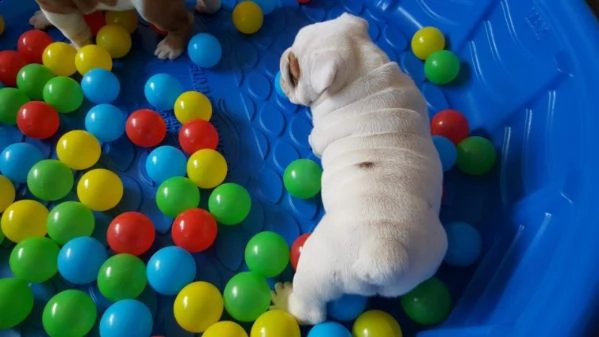bulldog inglese  | Foto 1