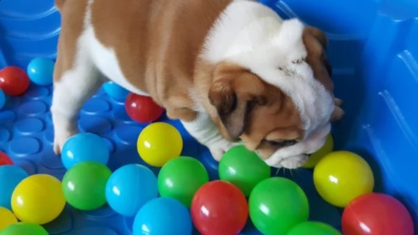 bulldog inglese 