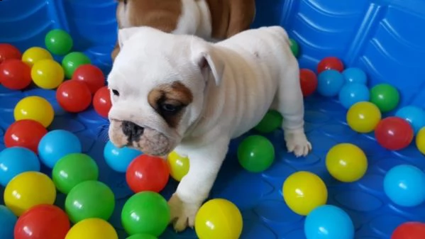 bulldog inglese  | Foto 0