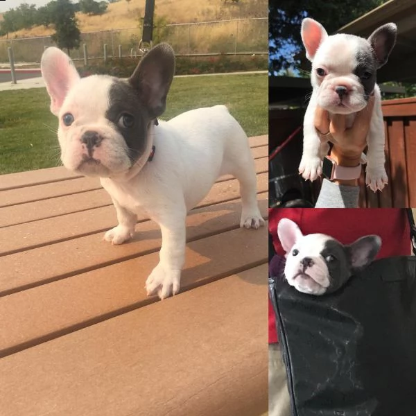 bulldog francese disponibili