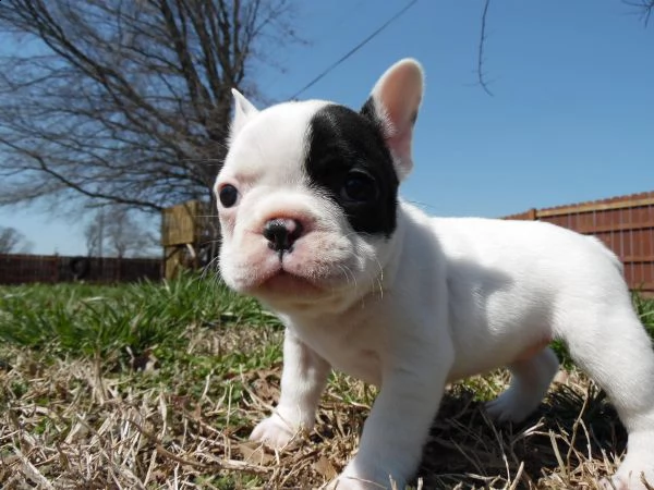 bulldog francese disponibili | Foto 1