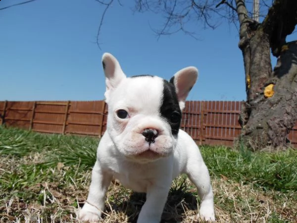 bulldog francese disponibili | Foto 0