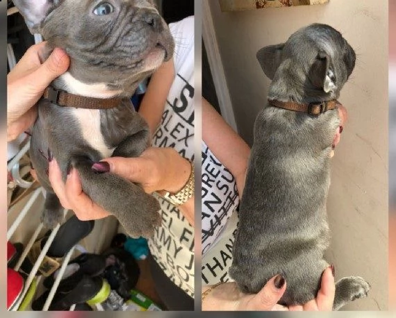 bouledogue francesi total blu maschi e femmine