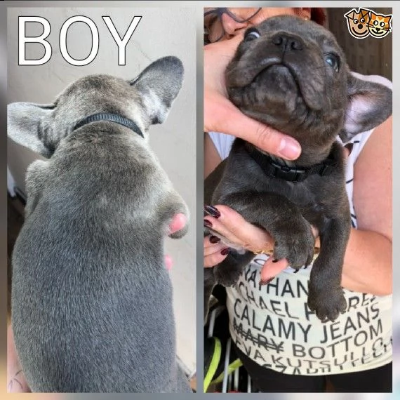 bouledogue francesi total blu maschi e femmine | Foto 2