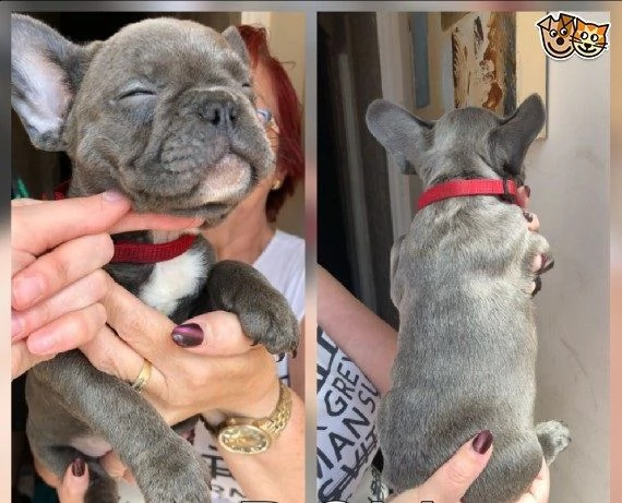 bouledogue francesi total blu maschi e femmine | Foto 1