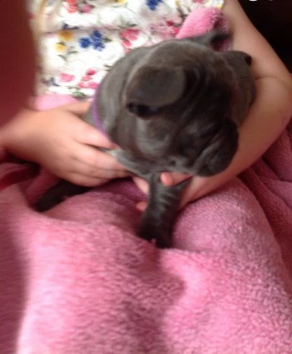 bouledogue francesi total blu maschi e femmine | Foto 0