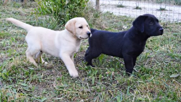 cuccioli di labrador chocolate | Foto 0