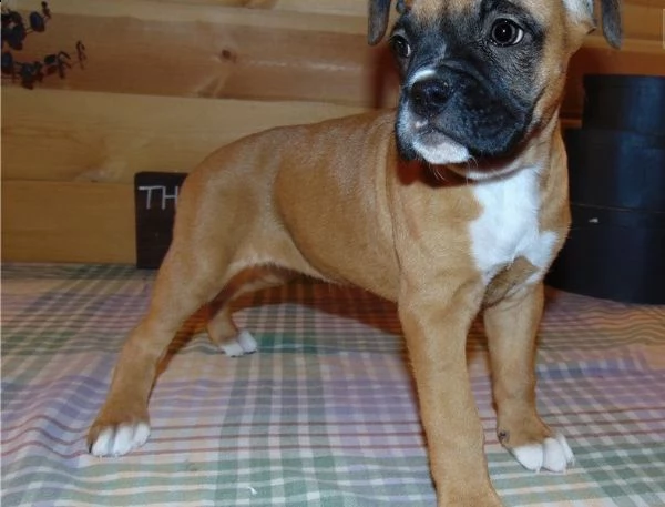 cuccioli di boxer alta genealogia