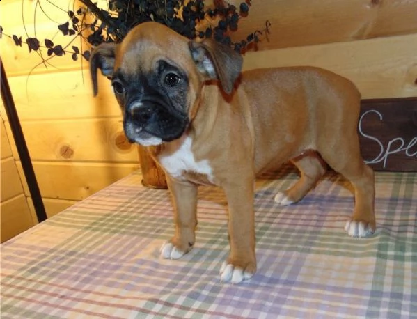 cuccioli di boxer alta genealogia | Foto 0