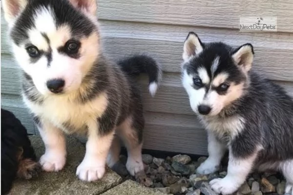 cuccioli di pura razza siberyan husky | Foto 1