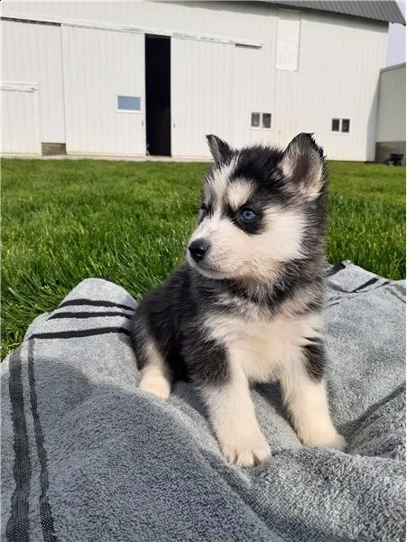 cuccioli di pura razza siberyan husky | Foto 0