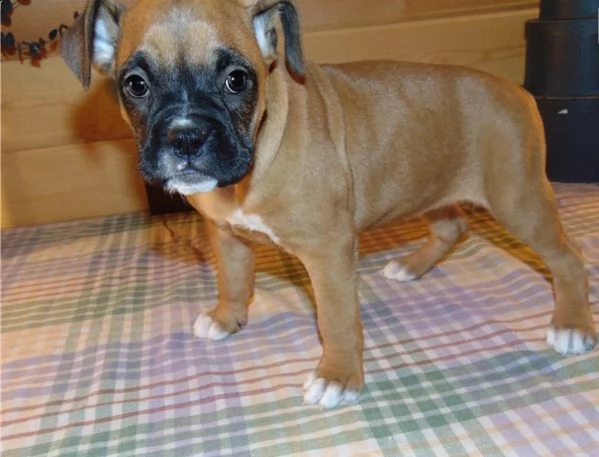 cuccioli boxer puri | Foto 1