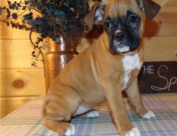 cuccioli boxer puri | Foto 0