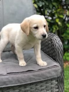 2 labrador miele - genitori italiani visibili