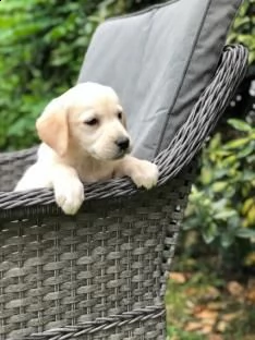 2 labrador miele - genitori italiani visibili | Foto 0