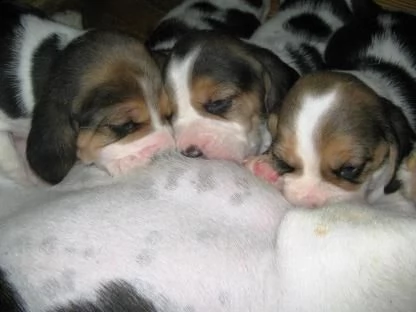beagle cuccioli, taglia piccola | Foto 2