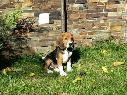 beagle cuccioli, taglia piccola | Foto 1