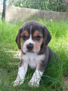 beagle cuccioli, taglia piccola | Foto 0