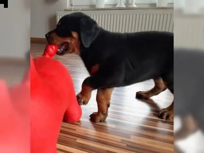 bellissimi cuccioli di rottweiler disponibili per una nuova casa! | Foto 1