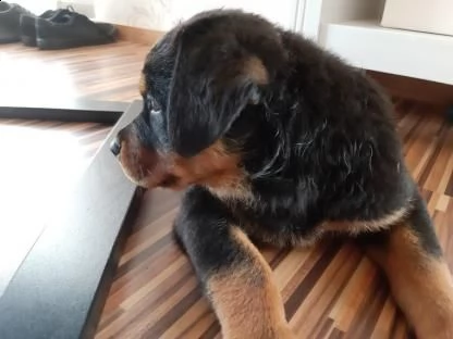 bellissimi cuccioli di rottweiler disponibili per una nuova casa! | Foto 0