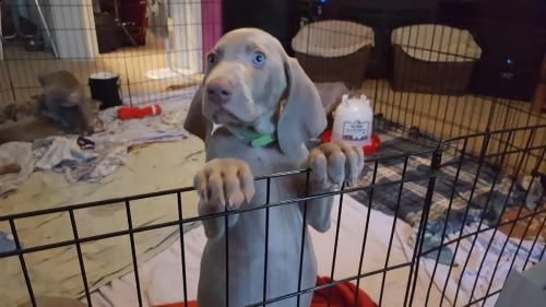 weimaraner cuccioli da genitori italiani