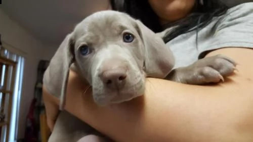 weimaraner cuccioli da genitori italiani | Foto 2