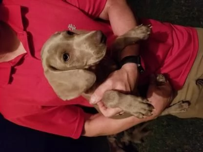 weimaraner cuccioli da genitori italiani | Foto 1