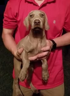 weimaraner cuccioli da genitori italiani | Foto 0