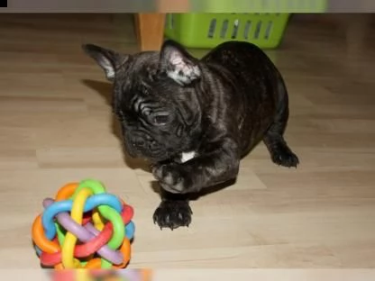 dolcissimo cucciolo di bulldog francese!!! | Foto 1