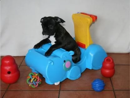 dolcissimo cucciolo di bulldog francese!!! | Foto 0