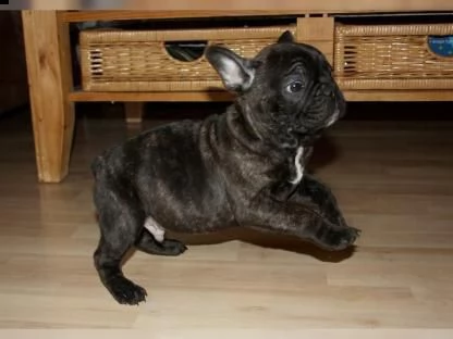 dolcissimo cucciolo di bulldog francese!!!