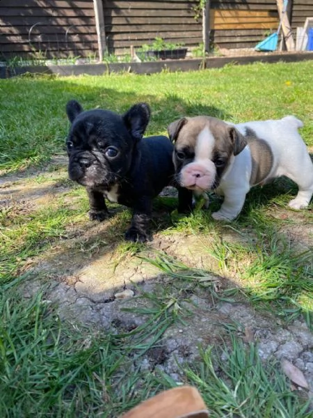 eccellenti cucciolate bouledogue francesi