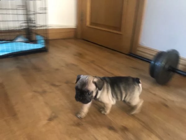 eccellenti cucciolate bouledogue francesi | Foto 0