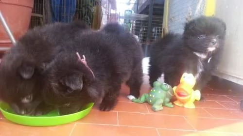 yratyuzz - volpino di pomerania - spitz tedesco nano