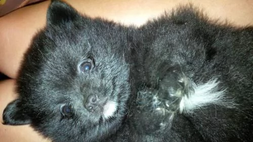 yratyuzz - volpino di pomerania - spitz tedesco nano | Foto 0