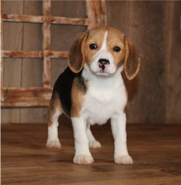 cucccioli taglia media razza beagle femmina e maskio
